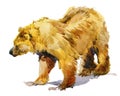 Kodiak Bear watercolor illustration isolated on white