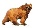 Kodiak Bear watercolor illustration isolated on white 