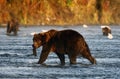 Kodiak brown bear Royalty Free Stock Photo