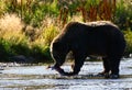 Kodiak Brown Bear Royalty Free Stock Photo