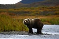 Kodiak brown bear Royalty Free Stock Photo