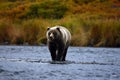 Kodiak brown bear Royalty Free Stock Photo