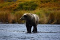 Kodiak brown bear Royalty Free Stock Photo