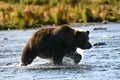 Kodiak brown bear Royalty Free Stock Photo