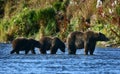 Kodiak brown bear Royalty Free Stock Photo