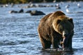 Kodiak brown bear Royalty Free Stock Photo