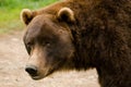 Kodiak Brown Bear Close Up