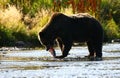 Kodiak brown bear fishing Royalty Free Stock Photo
