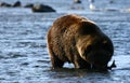 Kodiak brown bear fishing Royalty Free Stock Photo