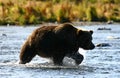 Kodiak brown bear fishing Royalty Free Stock Photo