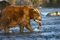 Kodiak brown bear fishing Royalty Free Stock Photo