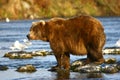 Kodiak brown bear fishing Royalty Free Stock Photo