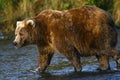 Kodiak brown bear fishing Royalty Free Stock Photo