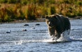 Kodiak island brown bear