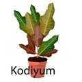 Kodiyum pot for flowers, with earth, pink, for seedlings, pots.