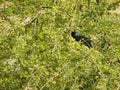 Koel cuckoos bird sitting on a distant tree branch pecking fruits in beak