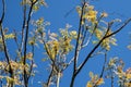 Koelreuteria paniculata or golden raintree Royalty Free Stock Photo