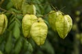 Koelreuteria paniculata or golden raintree