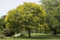 Koelreuteria paniculata in bloom in a park