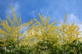 Koelreuteria paniculata. The branches of the plant with Golden f