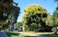 Koelreuteria paniculata or Goldenrain tree. Royalty Free Stock Photo