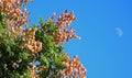 Koelreuteria paniculata or Goldenrain tree. Royalty Free Stock Photo