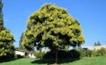Koelreuteria paniculata or Goldenrain tree. Royalty Free Stock Photo