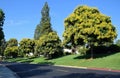 Koelreuteria paniculata or Goldenrain tree. Royalty Free Stock Photo