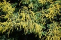 Koelreuteria paniculata or Goldenrain tree.