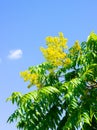 Koelreuteria paniculata tree in Fall