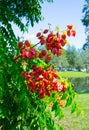 Koelreuteria paniculata tree in Fall