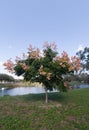 Koelreuteria paniculata tree in Fall