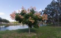 Koelreuteria paniculata tree in Fall