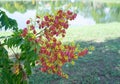 Koelreuteria paniculata tree in Fall