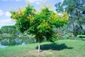 Koelreuteria paniculata tree in Fall Royalty Free Stock Photo