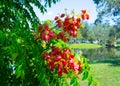 Koelreuteria paniculata tree in Fall