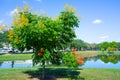 Koelreuteria paniculata tree in Fall