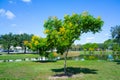 Koelreuteria paniculata tree in Fall