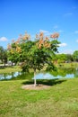 Koelreuteria paniculata tree in Fall Royalty Free Stock Photo