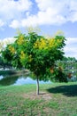 Koelreuteria paniculata tree in Fall