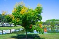 Koelreuteria paniculata tree in Fall