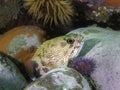 Koester Rockcod fish hiding between the rocks underwater Royalty Free Stock Photo