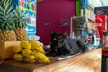 Koh Chang island, Thailand - August, 2019. A serious-looking black cat lies on a fruit counter