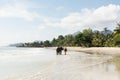 Koh Chang, Thailand - June 2019: Thai man walking an elephant on sandy Long Beach