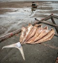 Koh Libong, Thailand Royalty Free Stock Photo