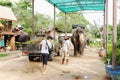 KOH SAMUI, THAILAND - OCTOBER 23, 2013: Farm elephants for trekking.