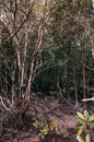 Koh Tean lush natural mangrove forest near Samui island in summer with complex of tree roots