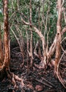 Koh Tean lush natural mangrove forest near Samui island in summer with complex of tree roots