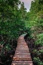 Koh Tean wood bridge in lush natural mangrove forest near Samui