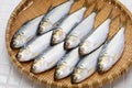 Kohada gizzard shad, Japanese sushi ingredient fish Royalty Free Stock Photo